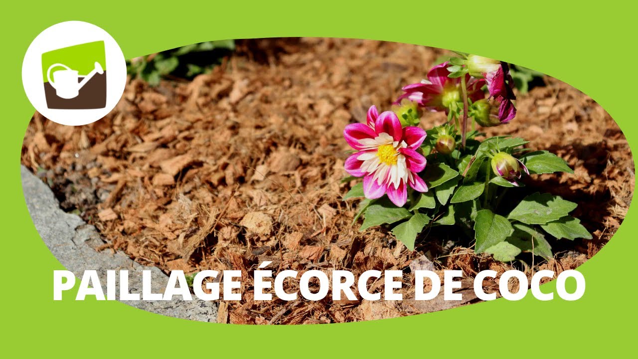 Paillage coco : une solution naturelle et décorative pour pailler le jardin, les massifs de fleurs