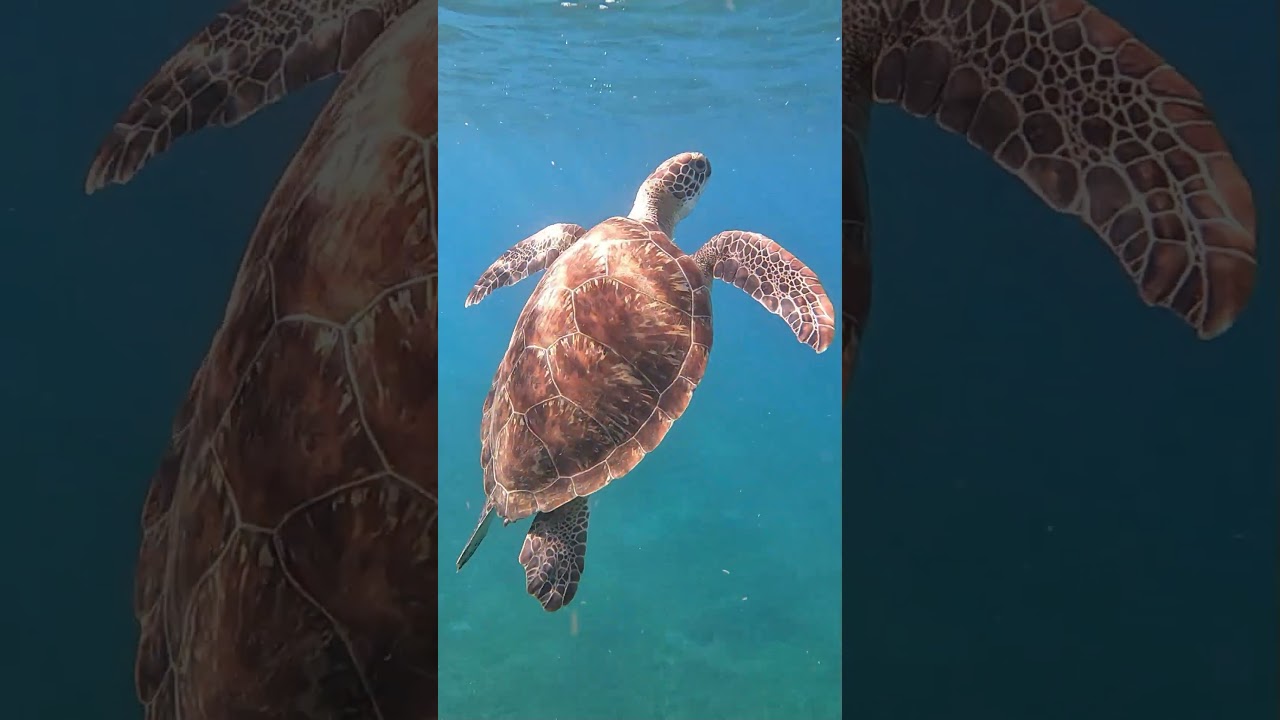 Paradis Guadeloupe - 2 Semaines de Rêve #guadeloupe #caraibes #plages