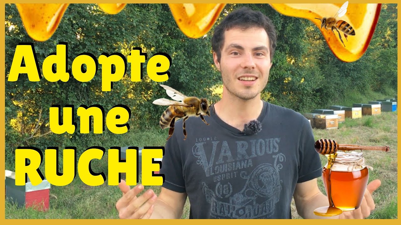 Comment avoir du MIEL quand on y connait RIEN en Apiculture? Astuce micro ferme! Abeilles mellifères