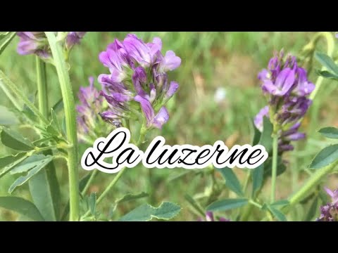 La luzerne, Alfalfa ( vertus , bienfaits)