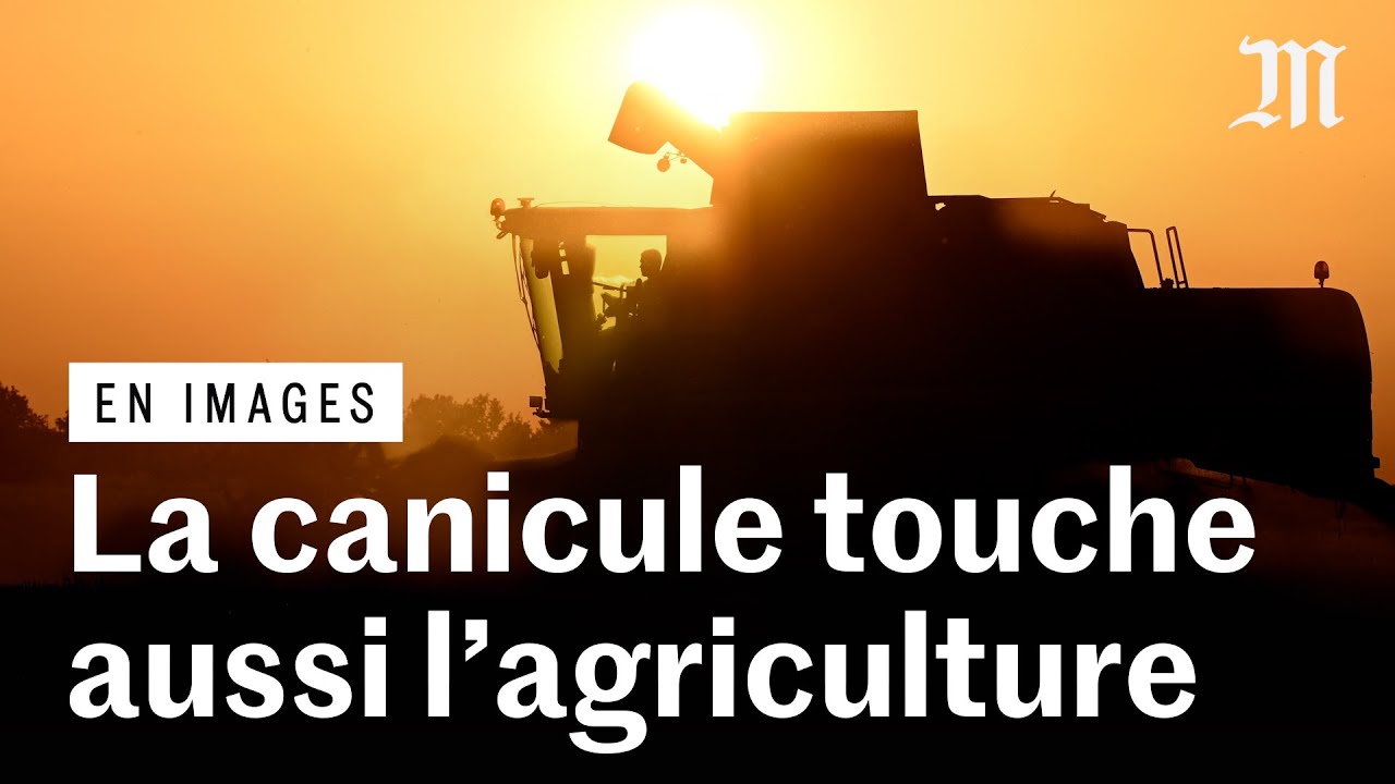 Canicules : pourquoi l’agriculture française doit se réinventer