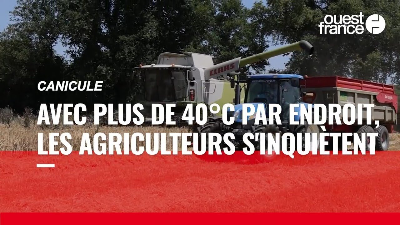 Incendies, sécheresse, cultures brûlées… les agriculteurs s'inquiètent de la canicule