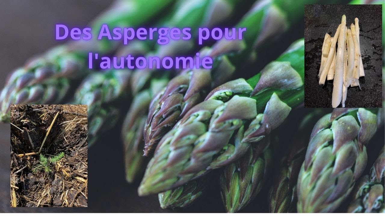 Des Asperges pour l'autonomie