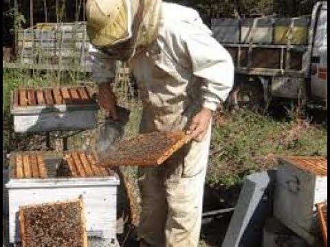 Comment élever les abeilles pour produire du miel et de la propolis
