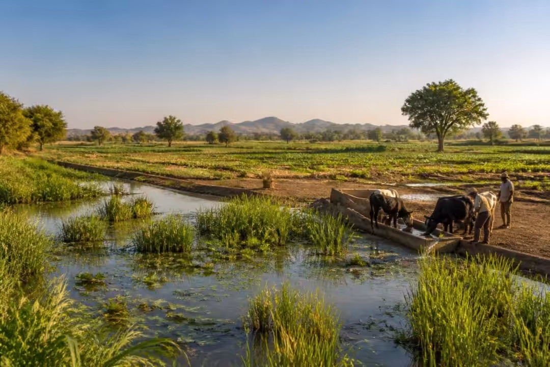 découvrez comment les zones humides et l'abreuvement jouent un rôle essentiel dans la lutte contre la sécheresse en agriculture, en protégeant les cultures et en assurant une gestion durable de l'eau.