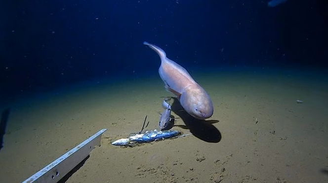 Calmars en mer du Nord : dévoiler les secrets derrière l&rsquo;essor spectaculaire de ces créatures marines