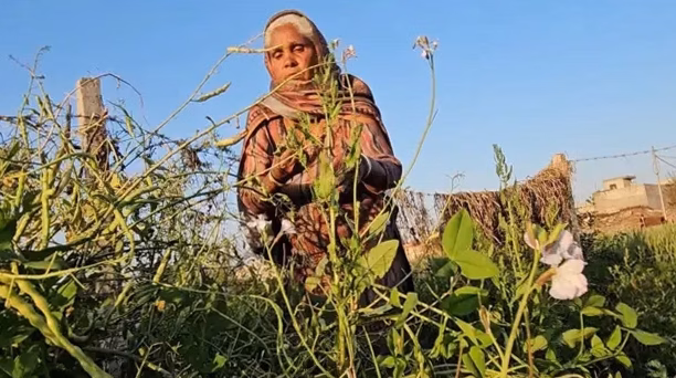 Tunisie : sécheresse intense, les agriculteurs résistent du nord au sud